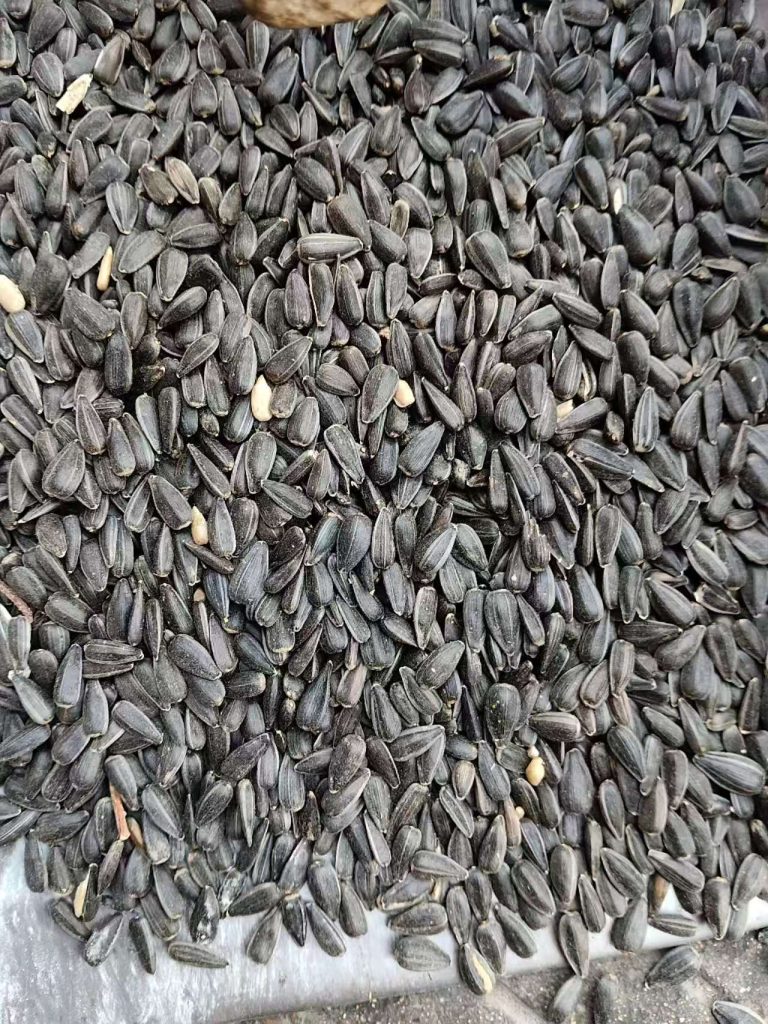鸟类饲料专用去壳葵花籽 | 大宗出口批发