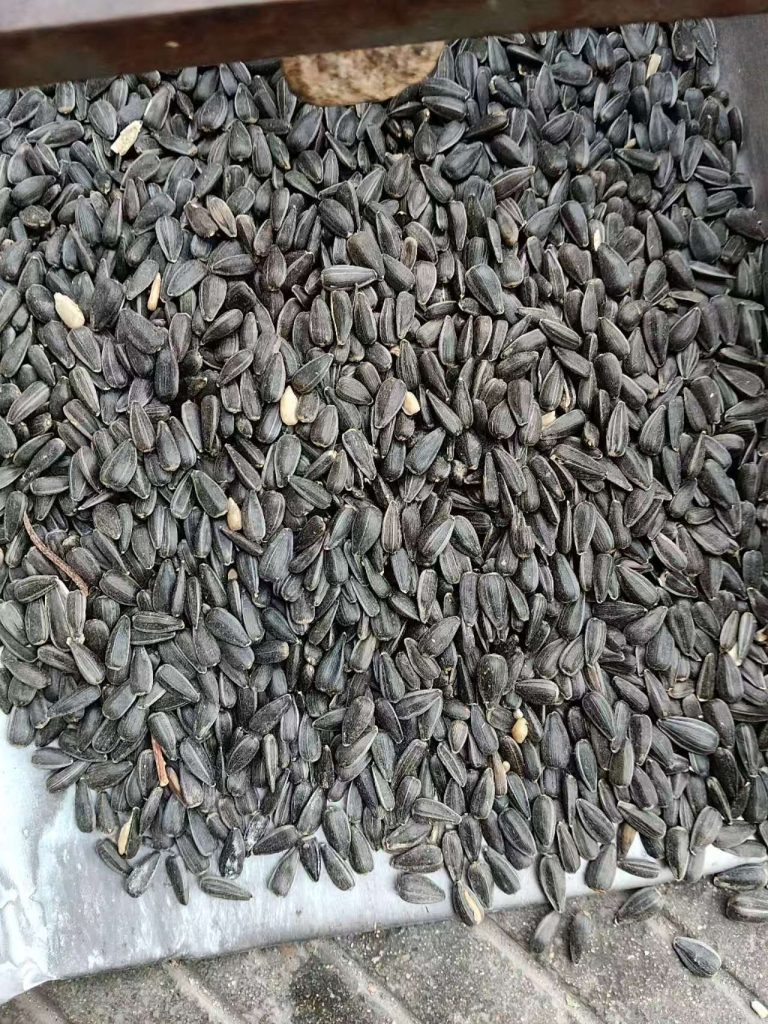 鸟类饲料专用去壳葵花籽 | 大宗出口批发