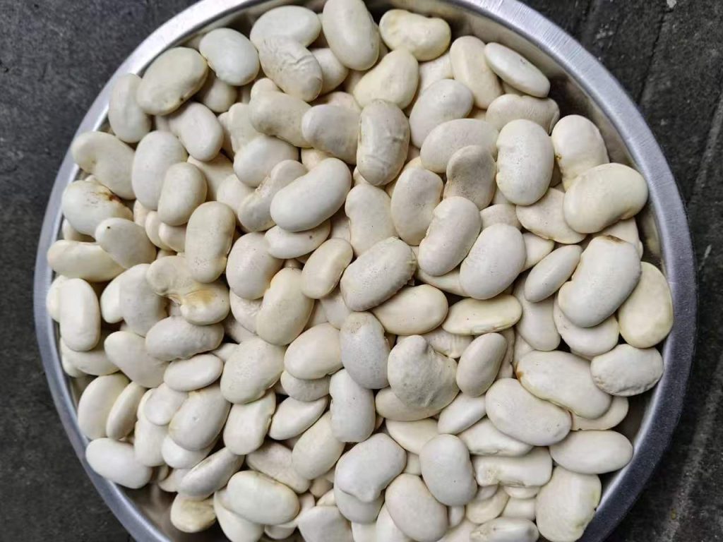 大白芸豆 优质白腰豆 五谷杂粮大宗FOB外贸出口批发