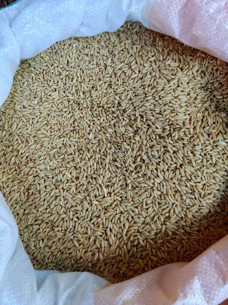 食用燕麦米 源头大宗供货 出口FOB 25kg袋装