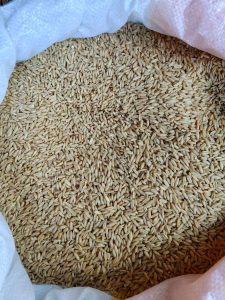 饲料级燕麦米 家禽谷物原料 25KG袋装 中国大宗FOB供货