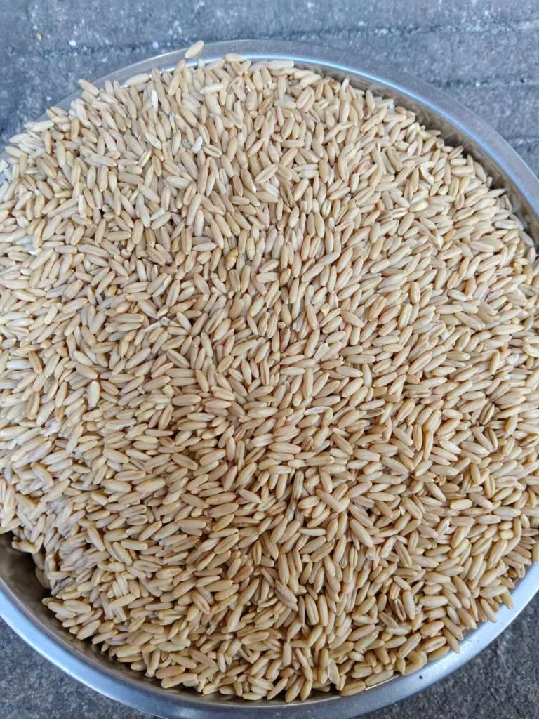 食用燕麦米 源头大宗供货 出口FOB 25kg袋装