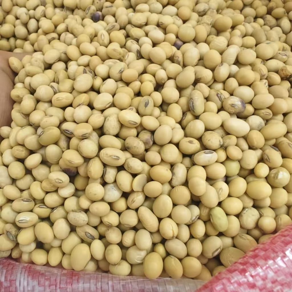 中小颗粒食用黄豆 做豆浆豆腐豆皮 食品级 25kg大包装