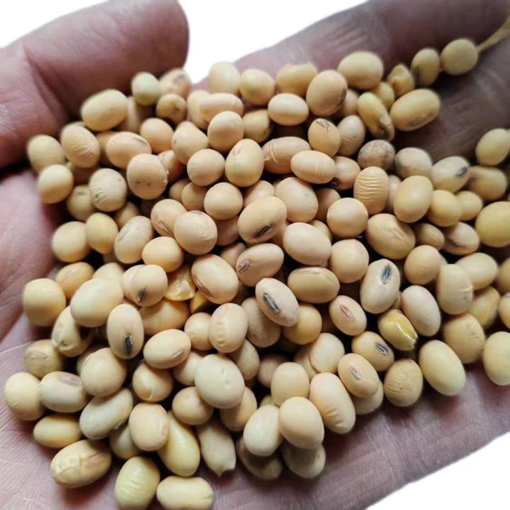 中小颗粒食用黄豆 做豆浆豆腐豆皮 食品级 25kg大包装