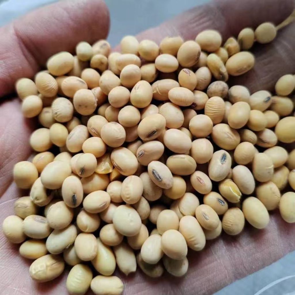 中小颗粒食用黄豆 做豆浆豆腐豆皮 食品级 25kg大包装