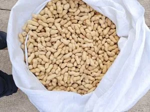 两粒白皮白沙鲁花花生（带米，食用级）