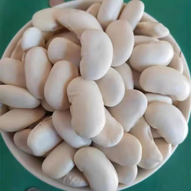 大颗粒白芸豆